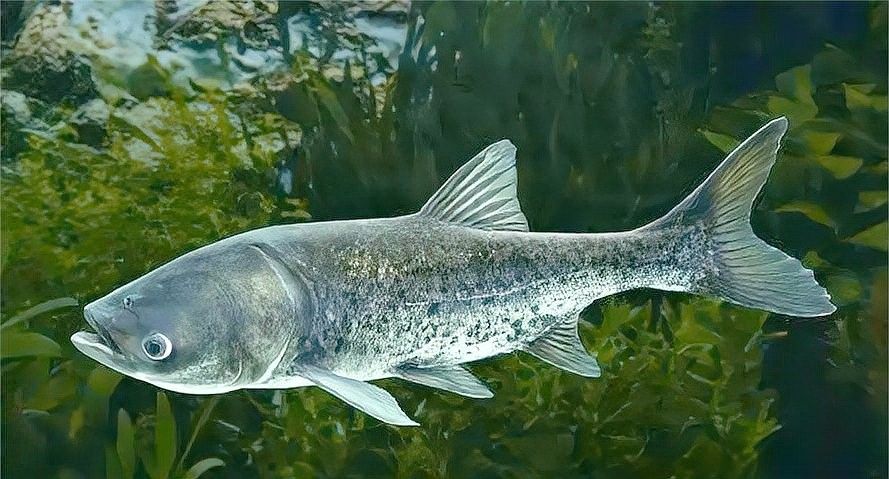 龍魚得了水霉病會自愈嗎（龍魚得了水霉病后能夠自愈嗎）