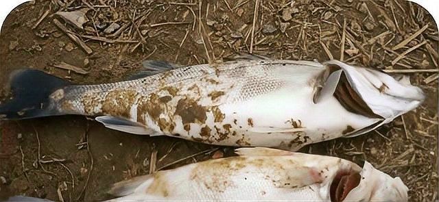 龍魚得了水霉病會自愈嗎（龍魚得了水霉病后能夠自愈嗎）