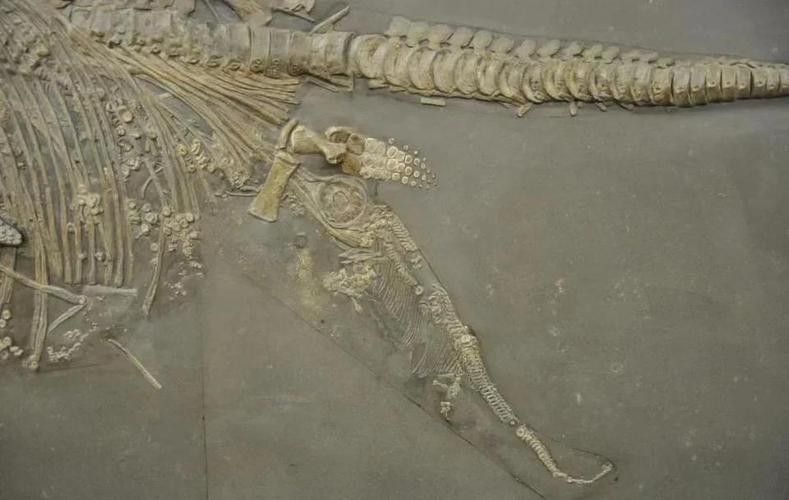 哪里可以找到龍魚化石的復(fù)原圖？（魚化石的復(fù)原圖可以通過哪些途徑獲取？）
