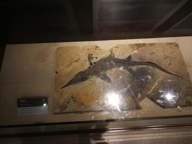 哪里可以找到龍魚化石的復(fù)原圖？（魚化石的復(fù)原圖可以通過哪些途徑獲取？）