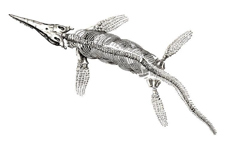 哪里可以找到龍魚化石的復(fù)原圖？（魚化石的復(fù)原圖可以通過哪些途徑獲取？）