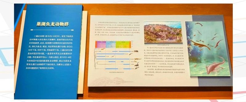 哪里可以找到龍魚化石的復(fù)原圖？（魚化石的復(fù)原圖可以通過哪些途徑獲取？）