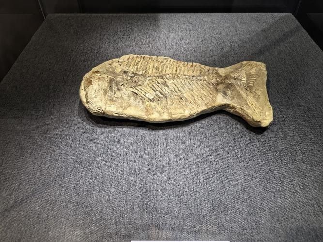 哪里可以找到龍魚化石的復(fù)原圖？（魚化石的復(fù)原圖可以通過哪些途徑獲取？）