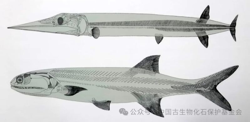 哪里可以找到龍魚化石的復(fù)原圖？（魚化石的復(fù)原圖可以通過哪些途徑獲取？）