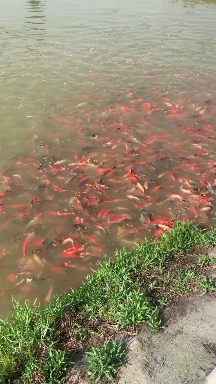雷龍魚缸用什么燈最好(雷龍魚缸用什么燈最好呢)