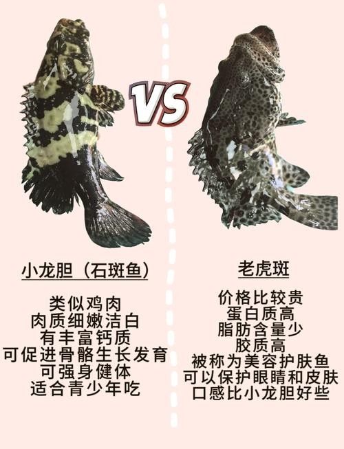 虎斑恐龍魚的最佳混養伙伴有哪些
