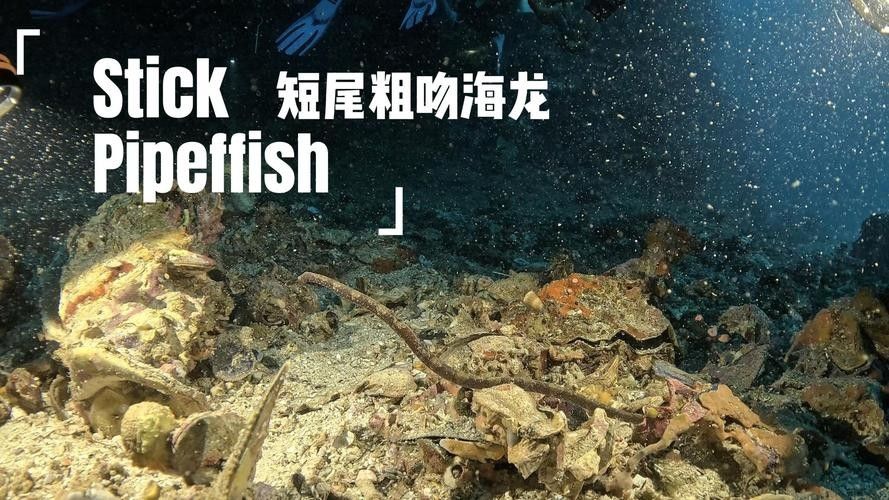 淡水海龍魚的價格范圍是多少（海龍魚的價格是多少）