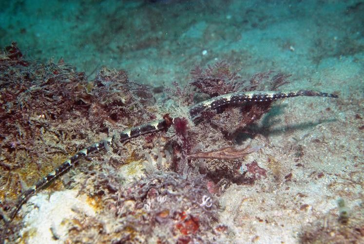 淡水海龍魚的價格范圍是多少（海龍魚的價格是多少）