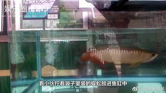 金龍魚捕食蜈蚣的完整視頻