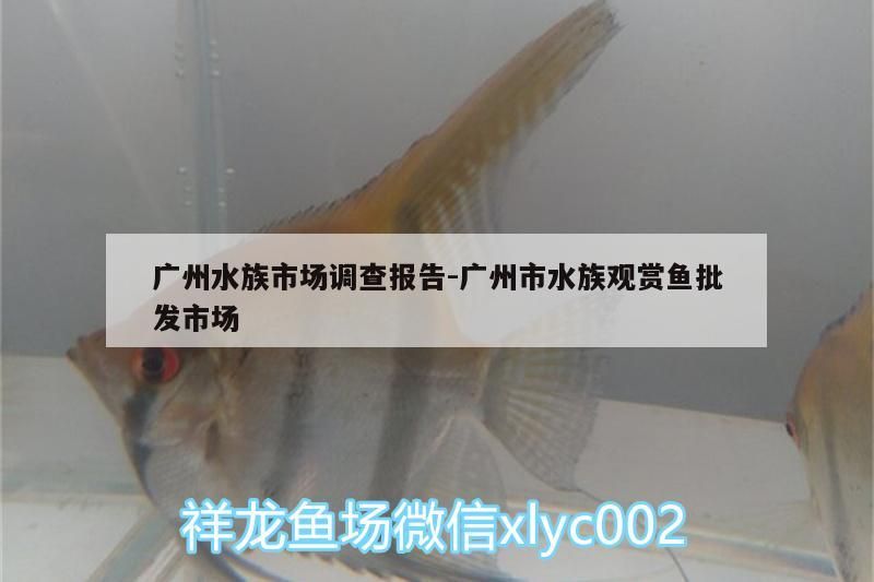 廣州水族市場調查報告:廣州市水族觀賞魚批發市場