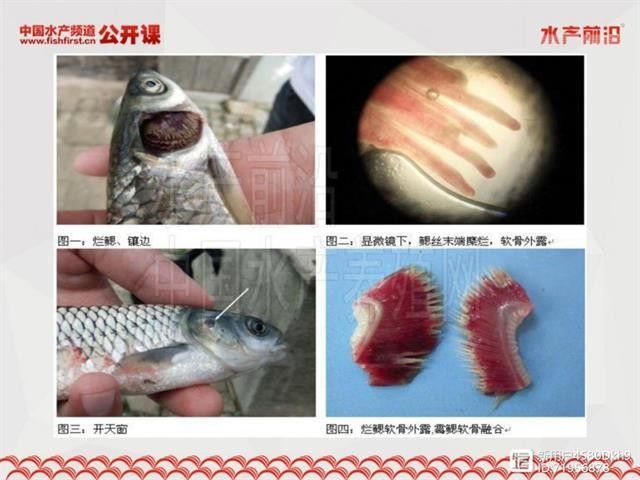 如何判斷龍魚鰓蓋爛洞是否嚴重？（魚鰓蓋爛洞的嚴重程度可以通過觀察其癥狀和檢查其結構來評估）
