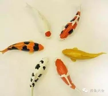 如何判斷龍魚鰓蓋爛洞是否嚴重？（魚鰓蓋爛洞的嚴重程度可以通過觀察其癥狀和檢查其結構來評估）