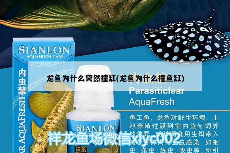 龍魚為什么突然撞缸(龍魚為什么撞魚缸) 龍魚為什么突然撞缸(龍魚為什么撞魚缸) 觀賞魚百科