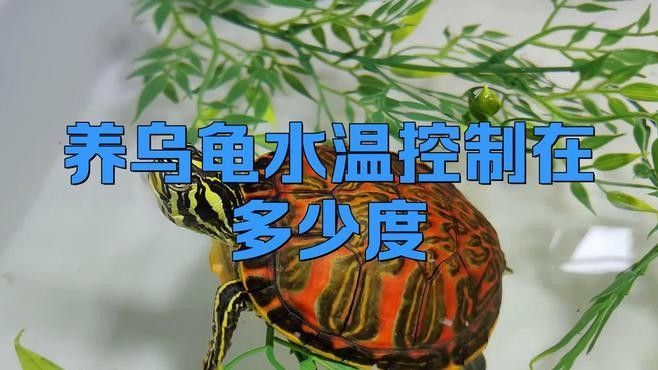 龍龜魚缸需要多大的加熱器（魚缸加熱棒哪款好用又實惠）