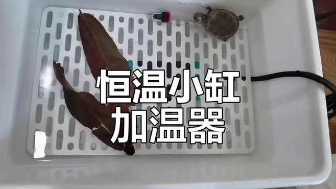 龍龜魚缸需要多大的加熱器（魚缸加熱棒哪款好用又實惠）