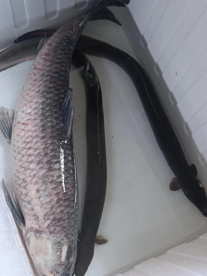 能提供更多青龍魚(yú)圖片嗎（關(guān)于青龍魚(yú)的介紹）