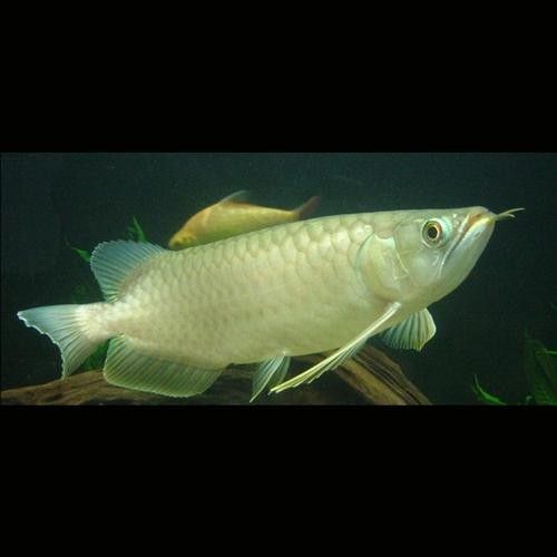 能提供更多青龍魚(yú)圖片嗎（關(guān)于青龍魚(yú)的介紹）