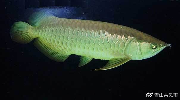 能提供更多青龍魚(yú)圖片嗎（關(guān)于青龍魚(yú)的介紹）