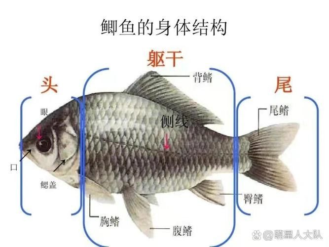 能提供更多青龍魚(yú)圖片嗎（關(guān)于青龍魚(yú)的介紹）