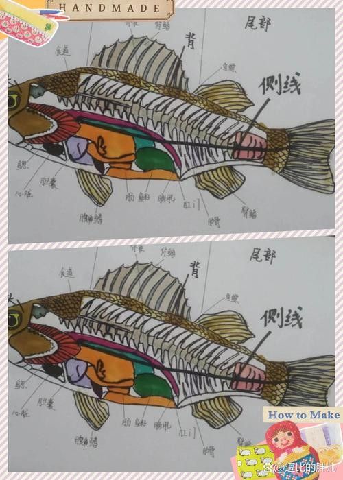 能提供更多青龍魚(yú)圖片嗎（關(guān)于青龍魚(yú)的介紹）
