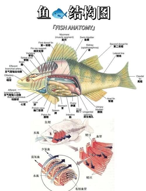 能提供更多青龍魚(yú)圖片嗎（關(guān)于青龍魚(yú)的介紹）