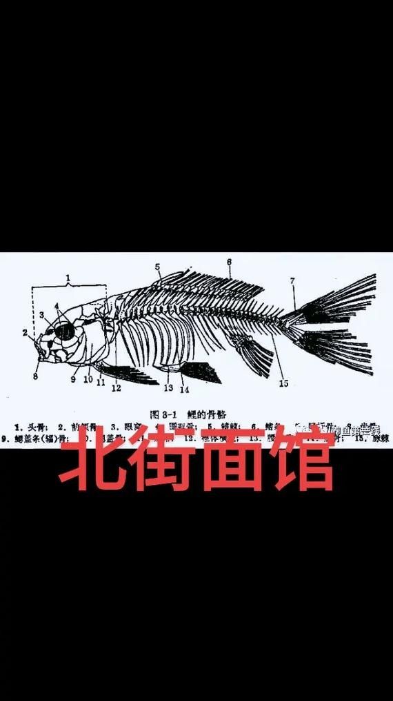 能提供更多青龍魚(yú)圖片嗎（關(guān)于青龍魚(yú)的介紹）