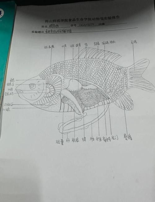 能提供更多青龍魚(yú)圖片嗎（關(guān)于青龍魚(yú)的介紹）