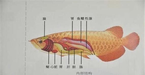 有哪些國家允許食用龍魚，哪些國家允許食用龍魚