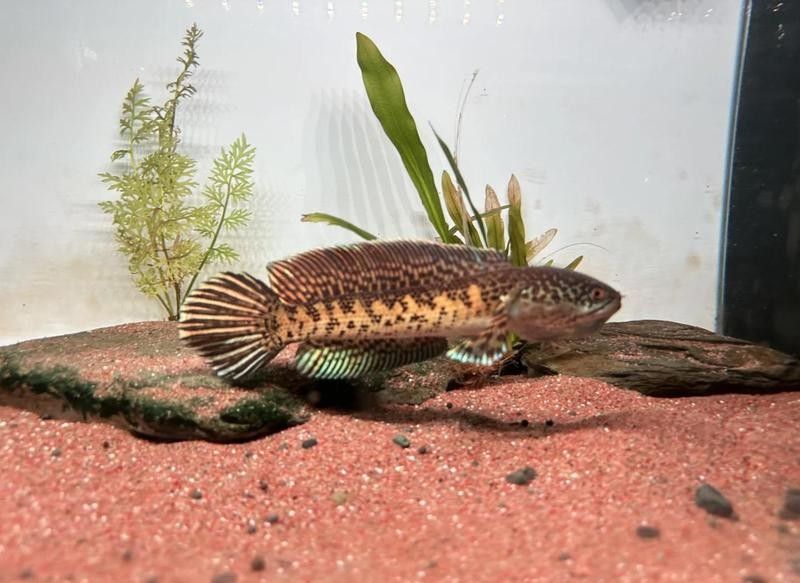 如何布置雷龍魚的魚缸（雷龍魚的布置方法）