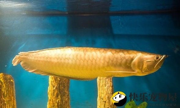 金龍魚飼料多久喂一次？