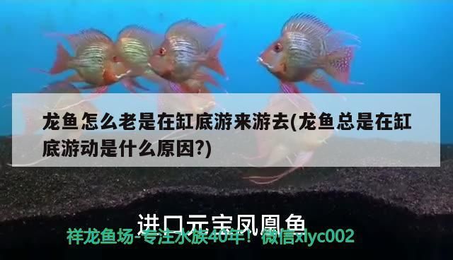 龍魚怎么老是在缸底游來游去(龍魚總是在缸底游動是什么原因?)
