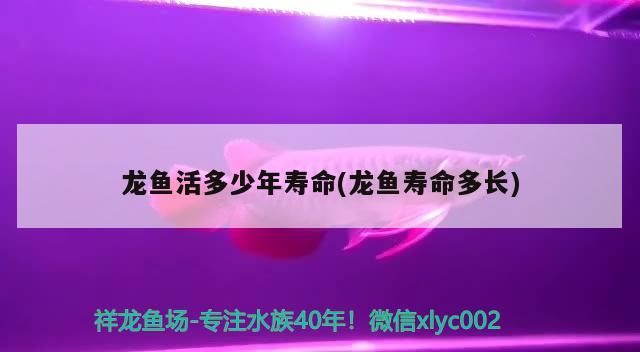 龍魚活多少年壽命(龍魚壽命多長)