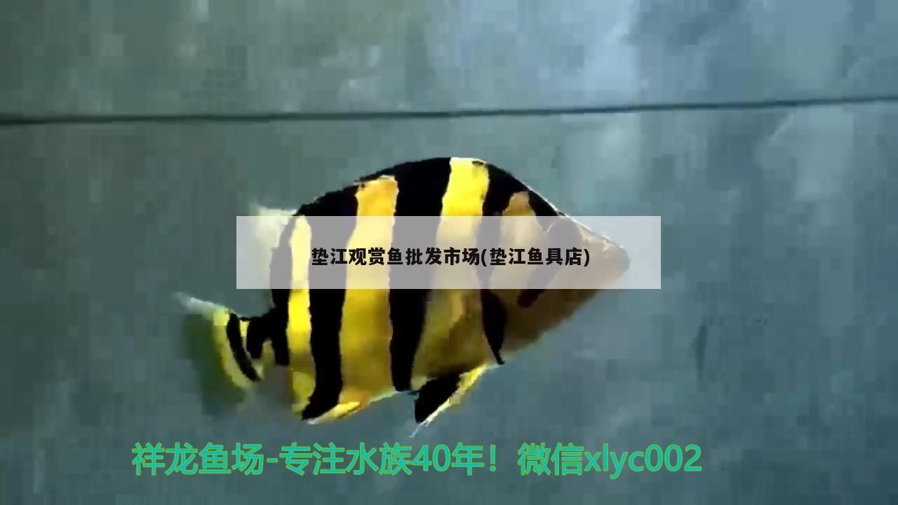 祥龍魚場是否提供定制魚缸服務？，祥龍魚場提供定制魚缸服務嗎？