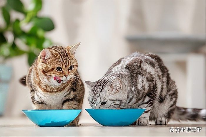 如何分區(qū)投喂以避免搶食