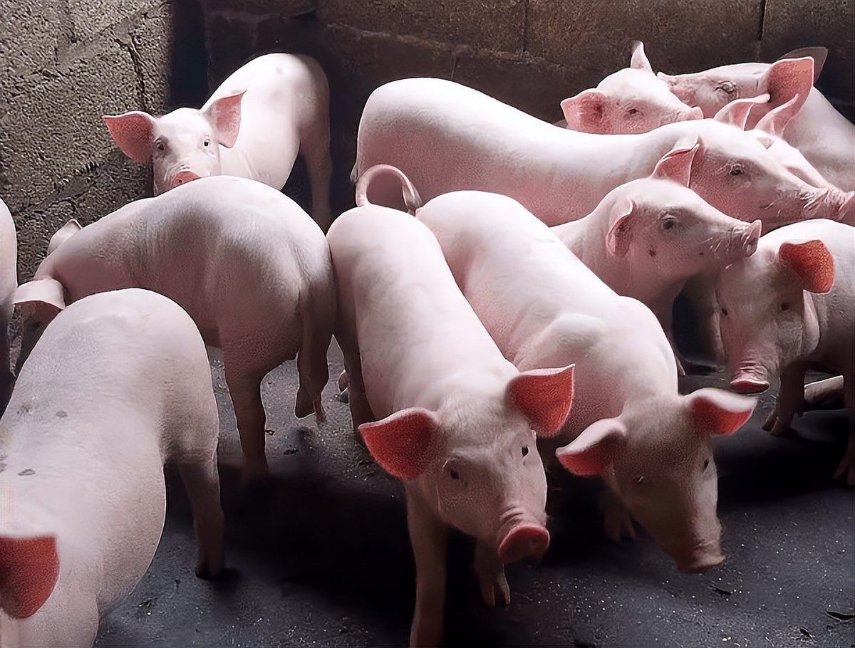 如何分區(qū)投喂以避免搶食