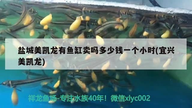 鹽城美凱龍有魚缸賣嗎多少錢一個小時(宜興美凱龍)