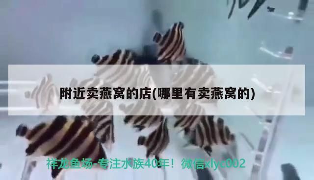 附近賣燕窩的店(哪里有賣燕窩的)