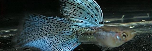 孔雀魚混養(yǎng)可以加鹽嗎？