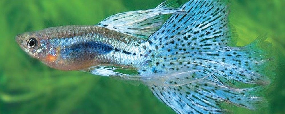 孔雀魚混養(yǎng)可以加鹽嗎？