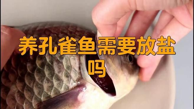 孔雀魚混養(yǎng)可以加鹽嗎？