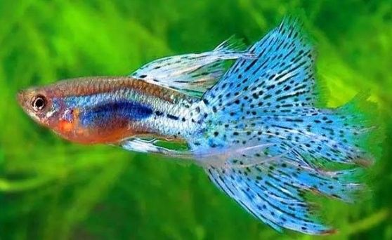 孔雀魚混養(yǎng)可以加鹽嗎？