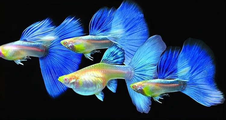 祥龍魚場是否提供定制魚缸服務？，祥龍魚場提供定制魚缸服務嗎？
