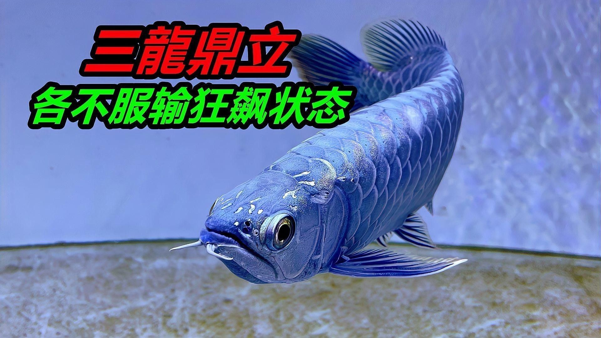如何判斷龍魚是否失鰾