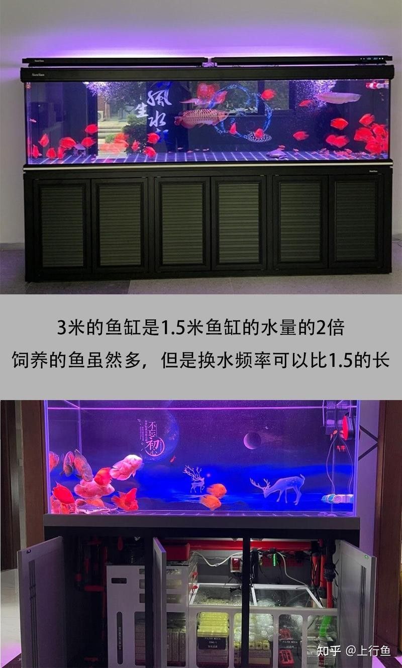 炮頭金龍魚多久換一次水？