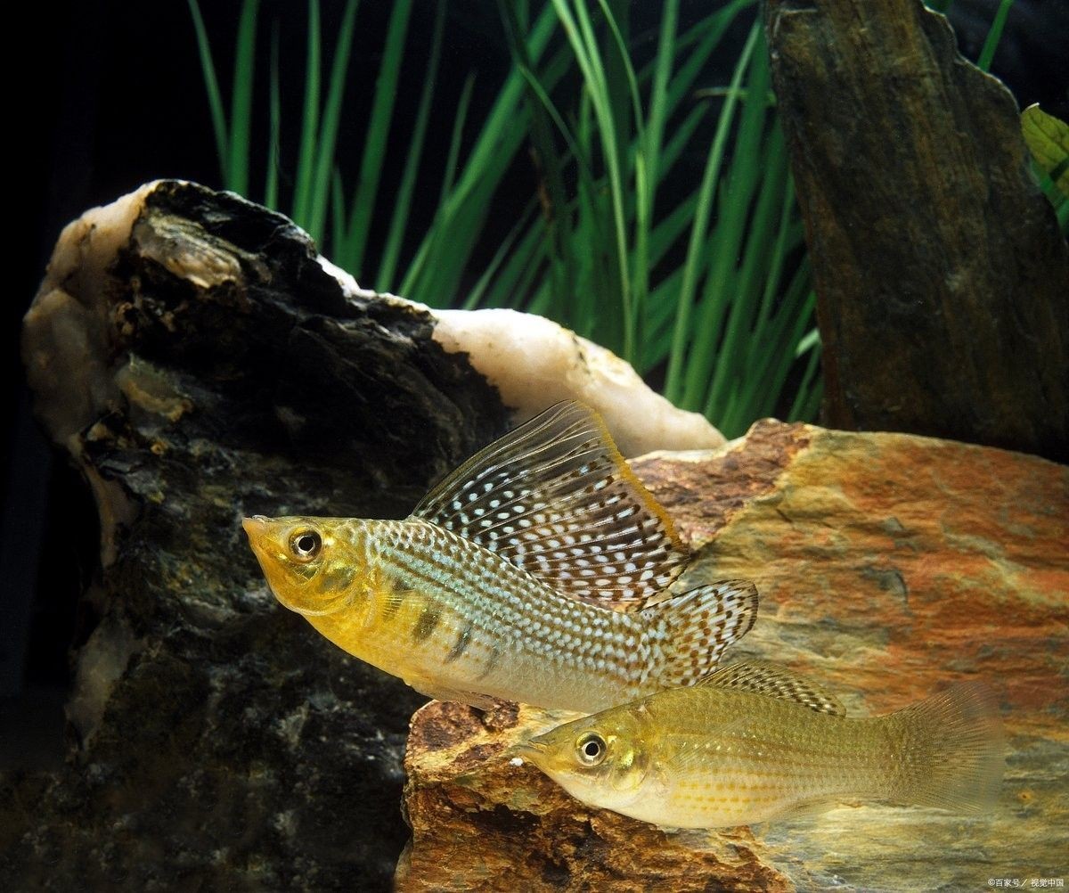 如何提供適合藍曼龍魚的水質