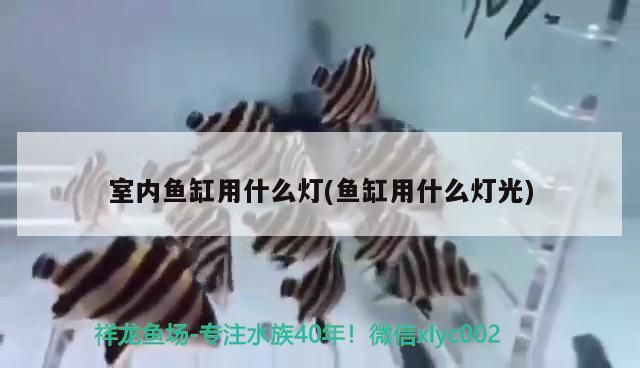 室內魚缸用什么燈(魚缸用什么燈光)