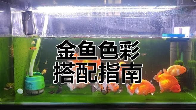 推薦幾款適合白底黑背景的魚缸