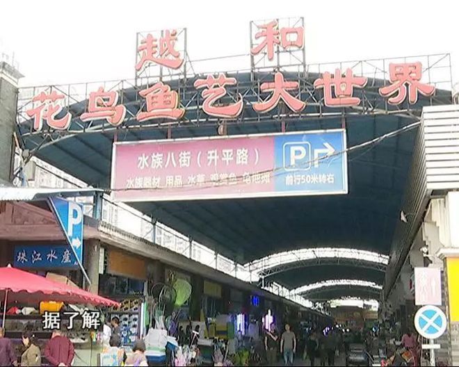 芳村花鳥魚市場搬到哪里去了：廣州芳村花鳥魚蟲市場搬遷