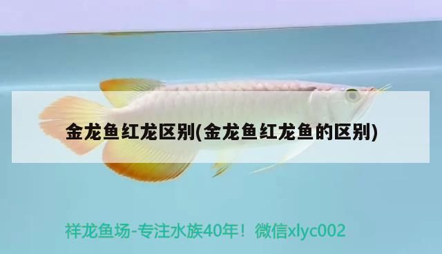 金龍魚紅龍區別(金龍魚紅龍魚的區別)