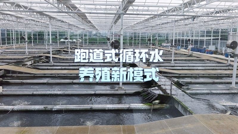 東莞龍魚養殖基地何時會有（東莞龍魚養殖基地建立時間尚未明確但未來幾年內將逐漸增多）